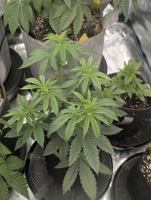 Shake Back - Compound Genetics. Week 4