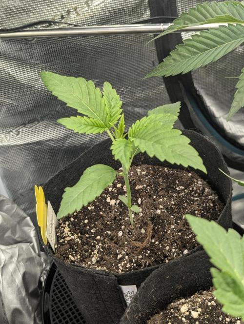 Bubblegum Gelato - Barney's Farm. Week 2