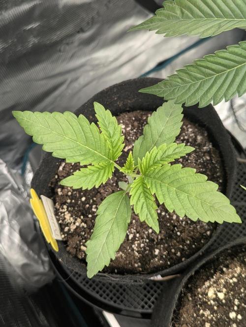 Bubblegum Gelato - Barney's Farm. Week 2