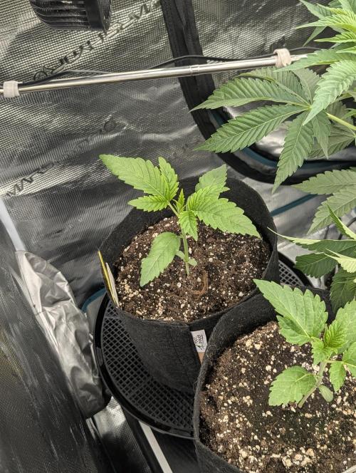 Bubblegum Gelato - Barney's Farm. Week 2