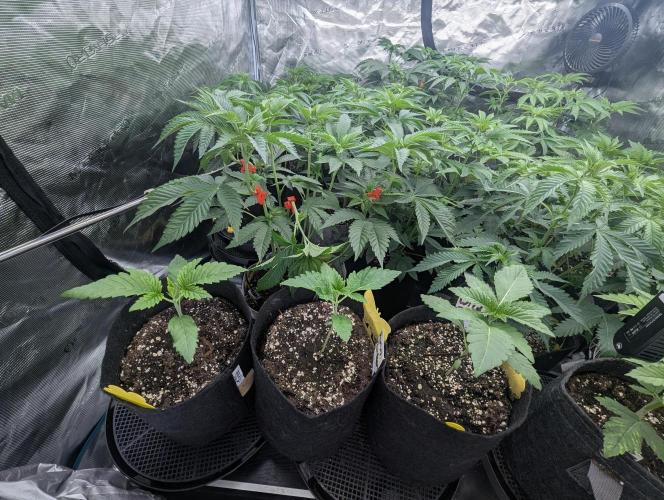 Bubblegum Gelato. Week 2