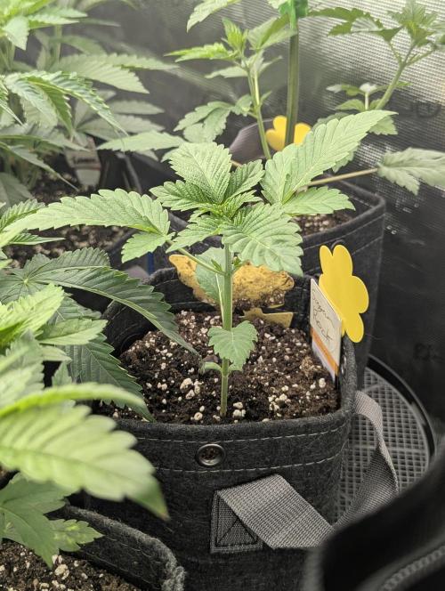 Sugar Rock - Silent Seeds. Week 2