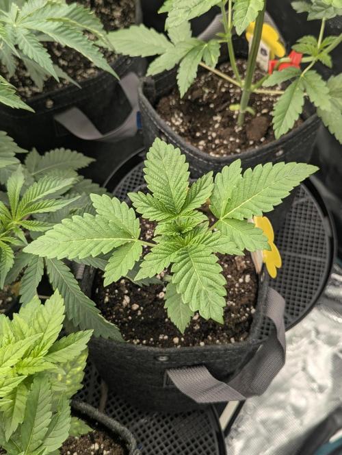 Sugar Rock - Silent Seeds. Week 2