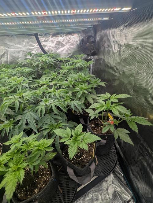 Sugar Rock - Silent Seeds. Week 2