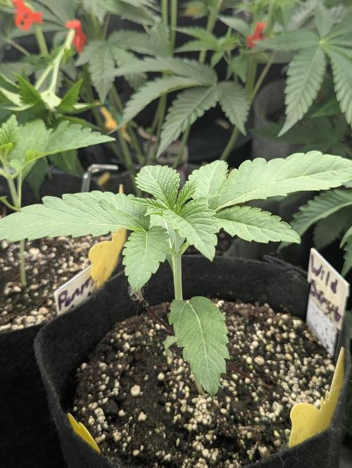 Wild Burst - Seed Junky. Week 2
