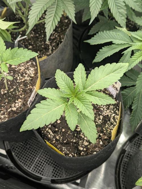 Wild Burst - Seed Junky. Week 2