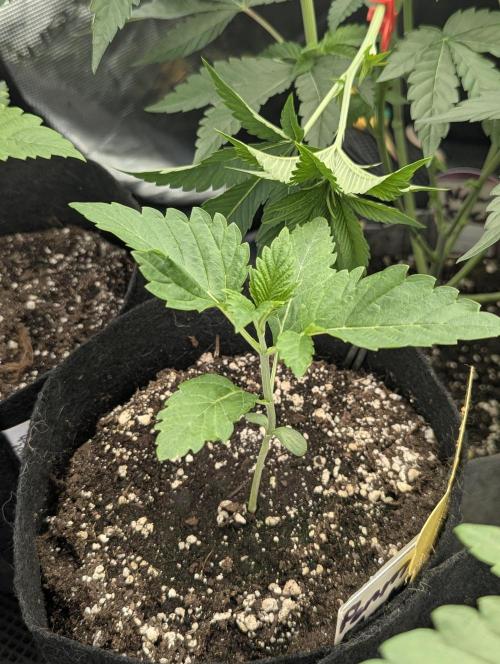 Permanent Marker - Seed Junky. Week 2