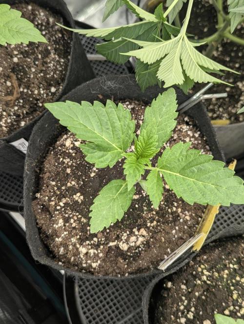 Permanent Marker - Seed Junky. Week 2