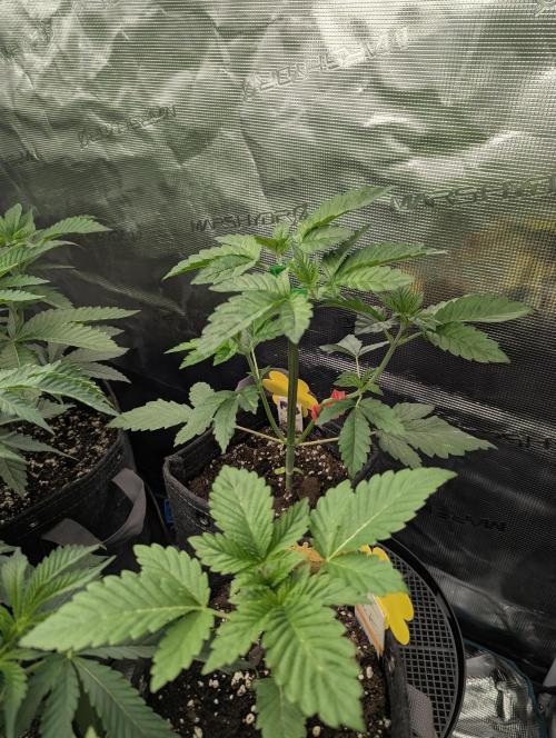 Privileged Baddie - Anesia Seeds. Week 3