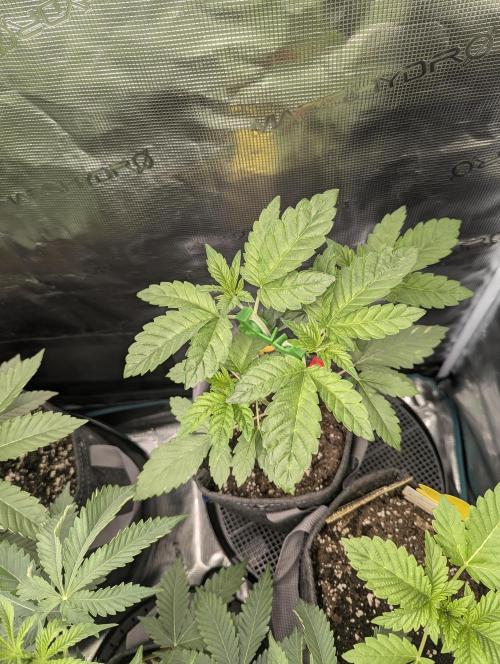Privileged Baddie - Anesia Seeds. Week 3