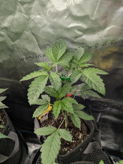 Privileged Baddie - Anesia Seeds. Week 3
