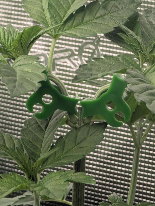 Privileged Baddie - Anesia Seeds. Week 3
