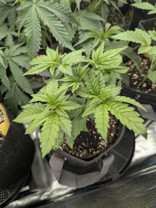 Girl Scout Cookies - Kannabia. Week 3