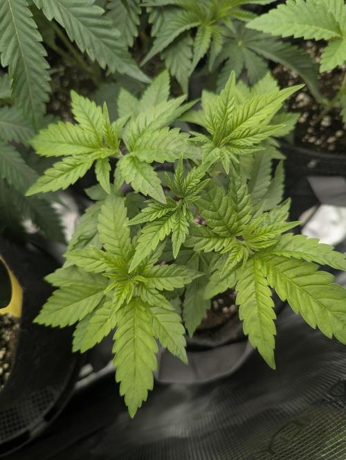 Girl Scout Cookies - Kannabia. Week 3