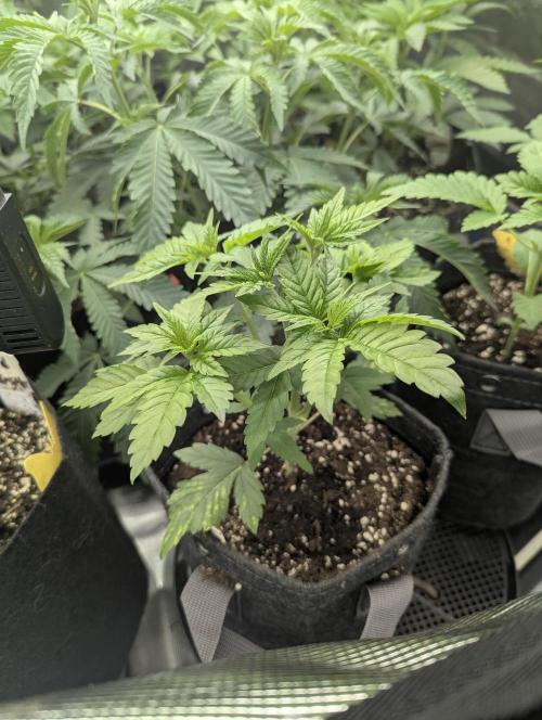 Girl Scout Cookies - Kannabia. Week 3