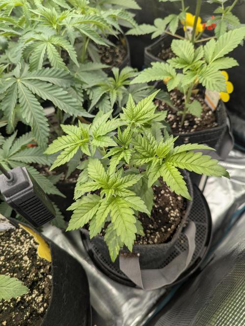Girl Scout Cookies - Kannabia. Week 3