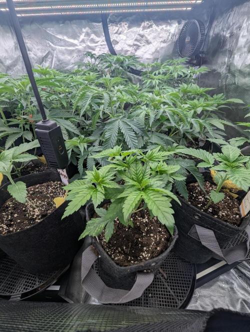 Girl Scout Cookies - Kannabia. Week 3
