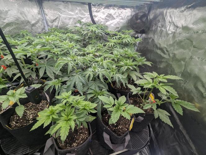 Girl Scout Cookies - Kannabia. Week 3