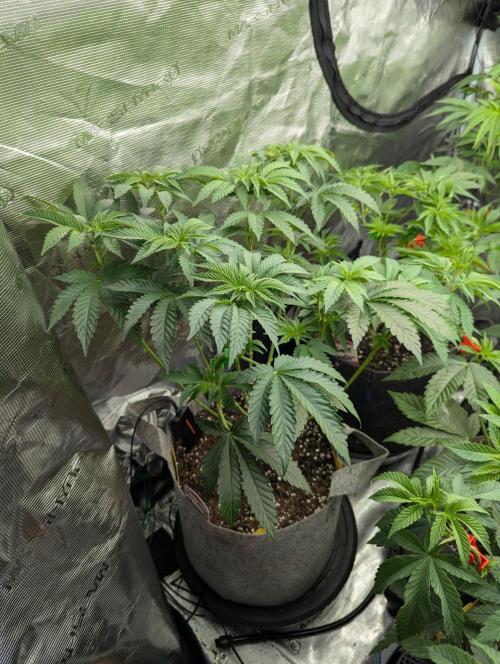 Zu-Tang Clan - N.Y.Ceeds. Week 5
