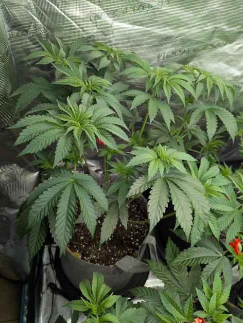 Zu-Tang Clan - N.Y.Ceeds. Week 5