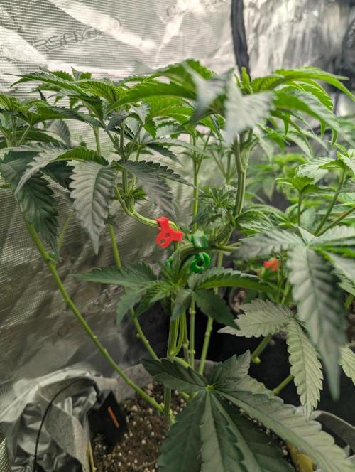 Zu-Tang Clan - N.Y.Ceeds. Week 5