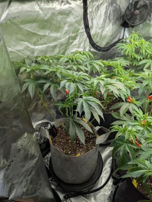 Zu-Tang Clan - N.Y.Ceeds. Week 5