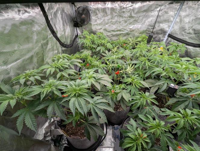 Zu-Tang Clan - N.Y.Ceeds. Week 5