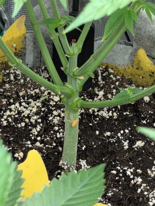Big Z - Wizard Trees. Week 5