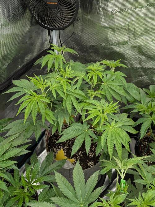 Big Z - Wizard Trees. Week 5