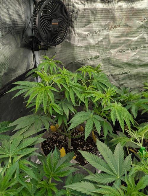 Big Z - Wizard Trees. Week 5