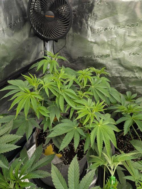Big Z - Wizard Trees. Week 5