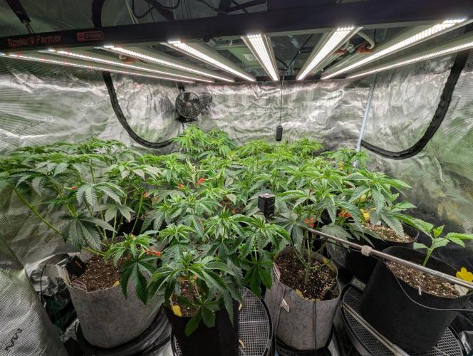 Big Z - Wizard Trees. Week 5