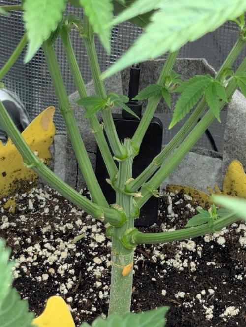 Big Z - Wizard Trees. Week 5