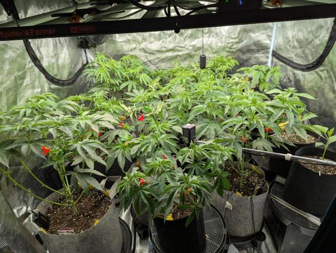 Big Z - Wizard Trees. Week 5