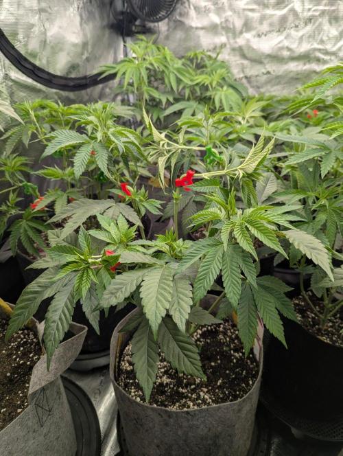 The Keeper - Wizard Trees. Week 5