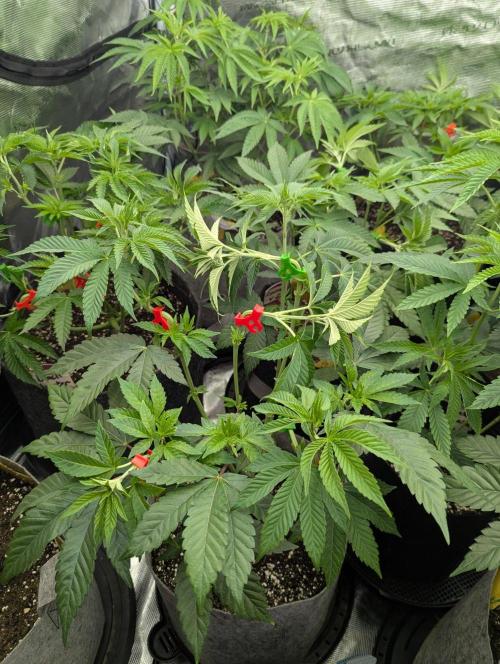 The Keeper - Wizard Trees. Week 5