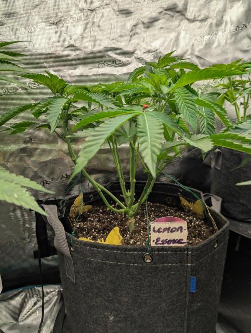 Lemonessence - Doja. Week 5