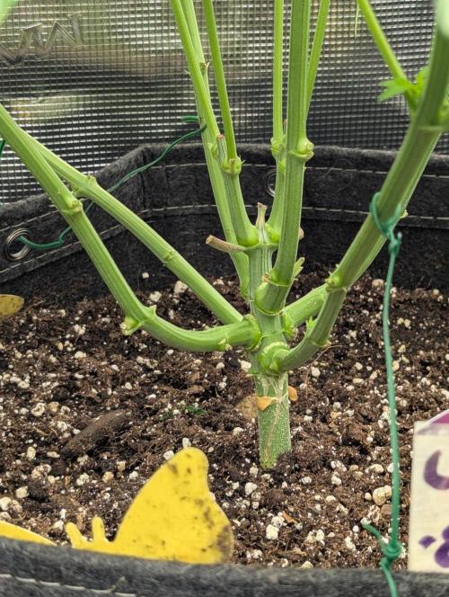 Lemonessence - Doja. Week 5