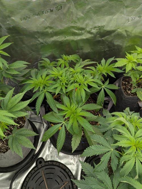 Lemonessence - Doja. Week 5