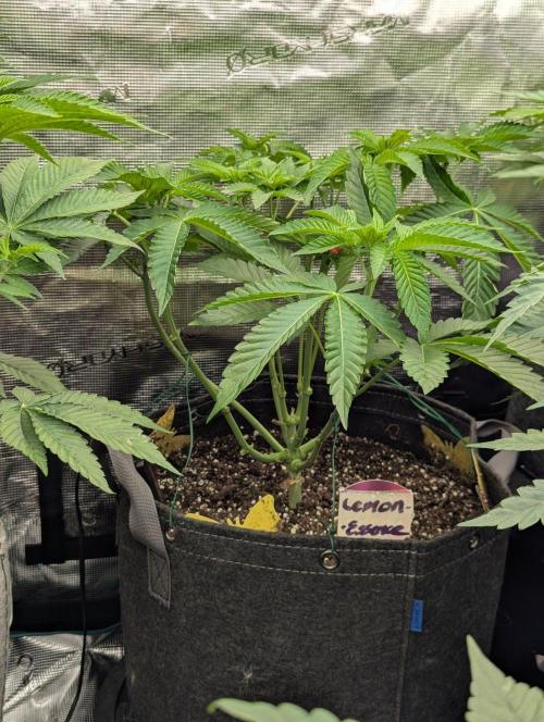 Lemonessence - Doja. Week 5