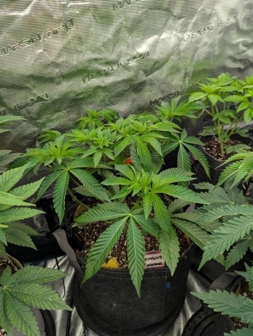 Lemonessence - Doja. Week 5