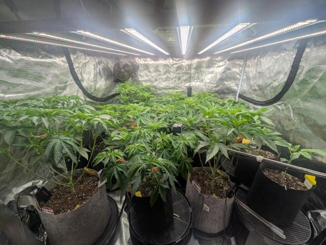 Lemonessence - Doja. Week 5