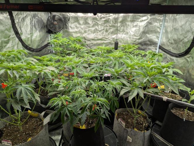 Lemonessence - Doja. Week 5