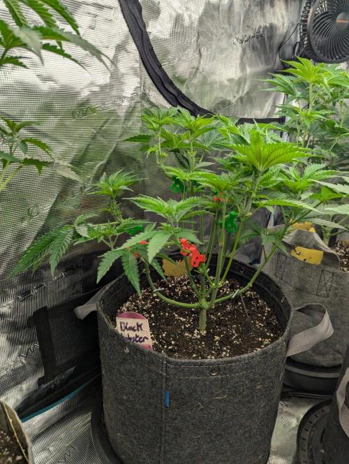 Black Lobster - Cipher Genetics. Week 5