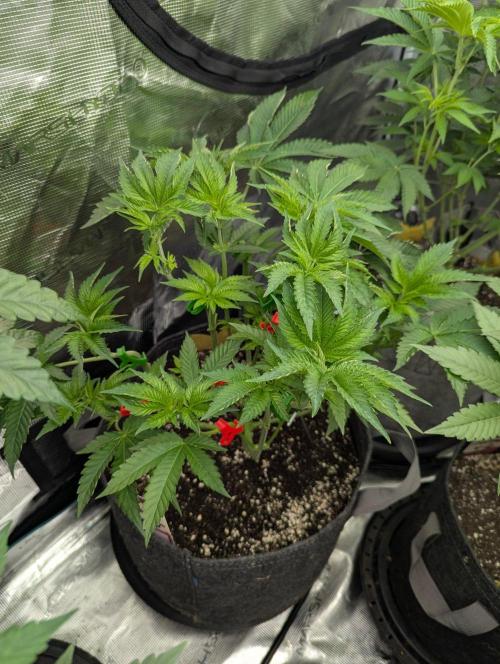 Black Lobster - Cipher Genetics. Week 5