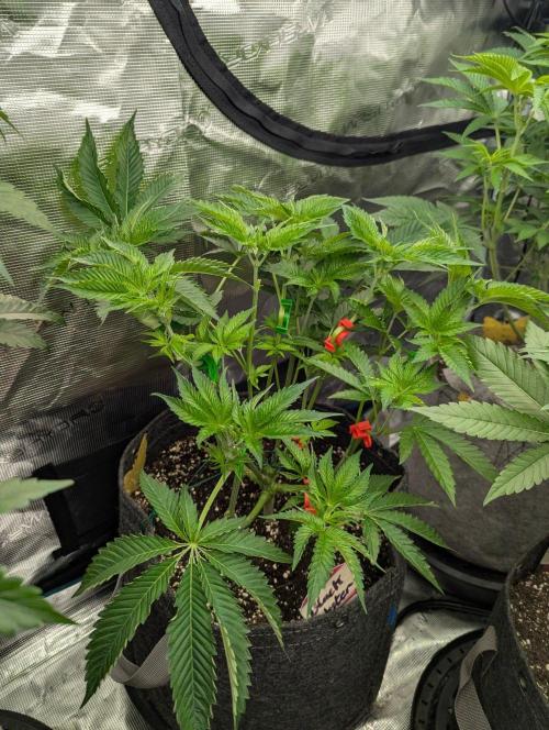 Black Lobster - Cipher Genetics. Week 5