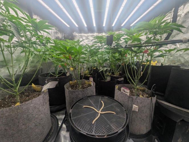 Black Lobster - Cipher Genetics. Week 5