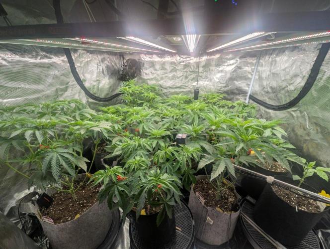 Black Lobster - Cipher Genetics. Week 5