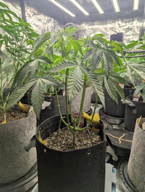 Zorroz v2 - Nine Weeks Harvest. Week 5