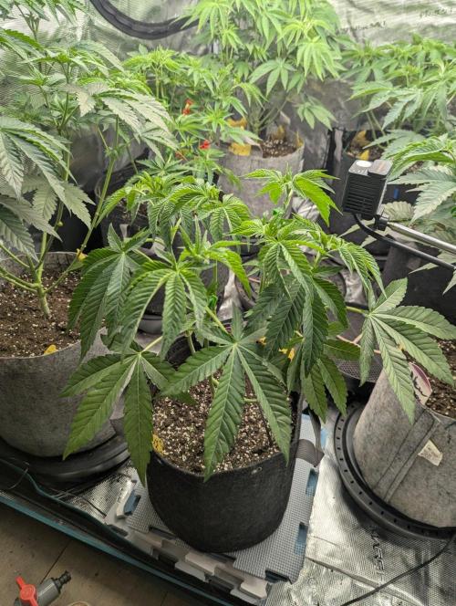 Zorroz v2 - Nine Weeks Harvest. Week 5